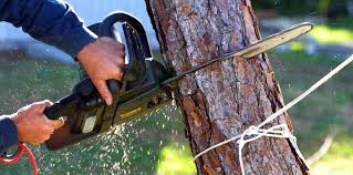 Best Palm Tree Trimming  in New Hempstead, NY