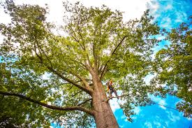 Best Tree Cabling and Bracing  in New Hempstead, NY
