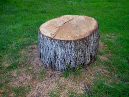 Best Fruit Tree Pruning  in New Hempstead, NY