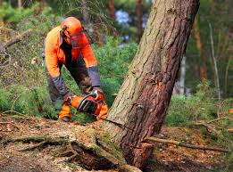 Best Lot and Land Clearing  in New Hempstead, NY