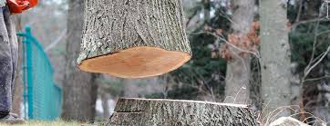 Best Tree Health Inspection  in New Hempstead, NY