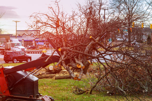  New Hempstead, NY Tree Care Pros