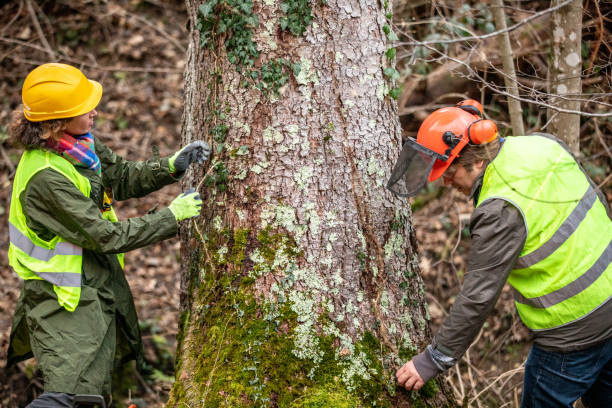 Best Tree and Shrub Care  in New Hempstead, NY