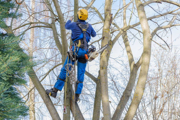 Best Lawn Pest Prevention  in New Hempstead, NY