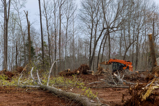 Professional Tree Care in New Hempstead, NY
