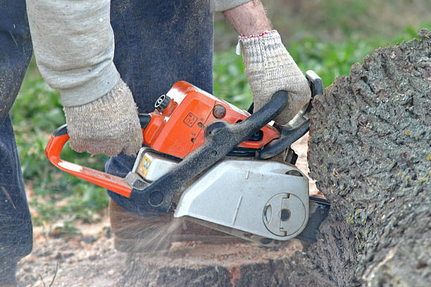 Best Tree Disease Treatment  in New Hempstead, NY