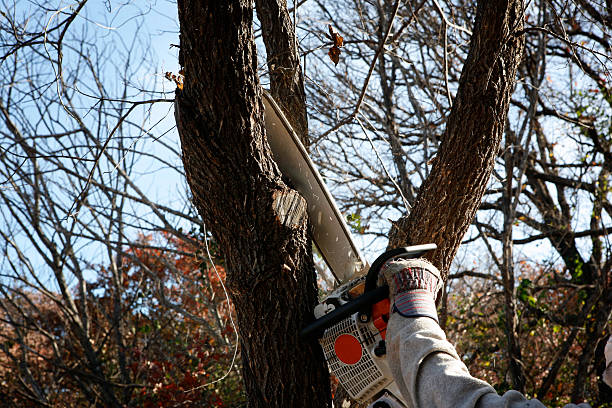 Best Lawn Disease Treatment  in New Hempstead, NY