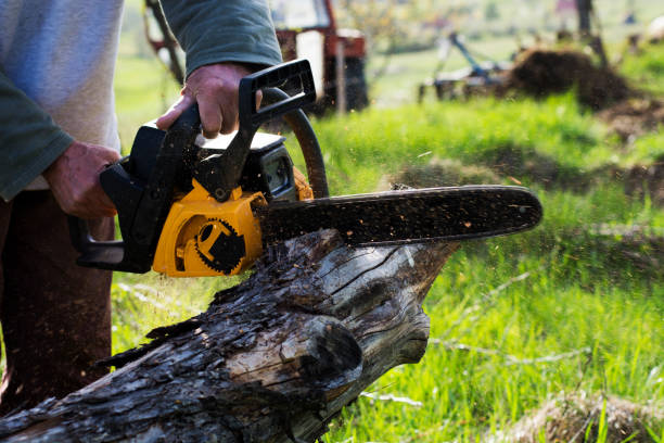 Best Hazardous Tree Removal  in New Hempstead, NY