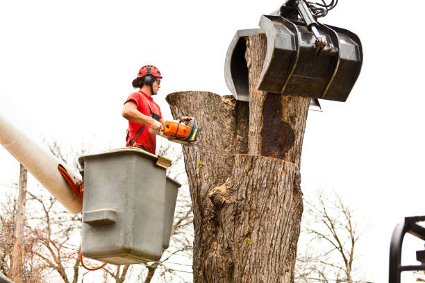 Best Tree Trimming and Pruning  in New Hempstead, NY