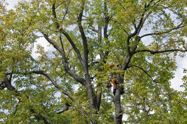 Best Tree Cabling and Bracing  in New Hempstead, NY